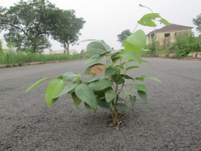 Akumbu Picture